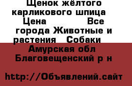 Щенок жёлтого карликового шпица  › Цена ­ 50 000 - Все города Животные и растения » Собаки   . Амурская обл.,Благовещенский р-н